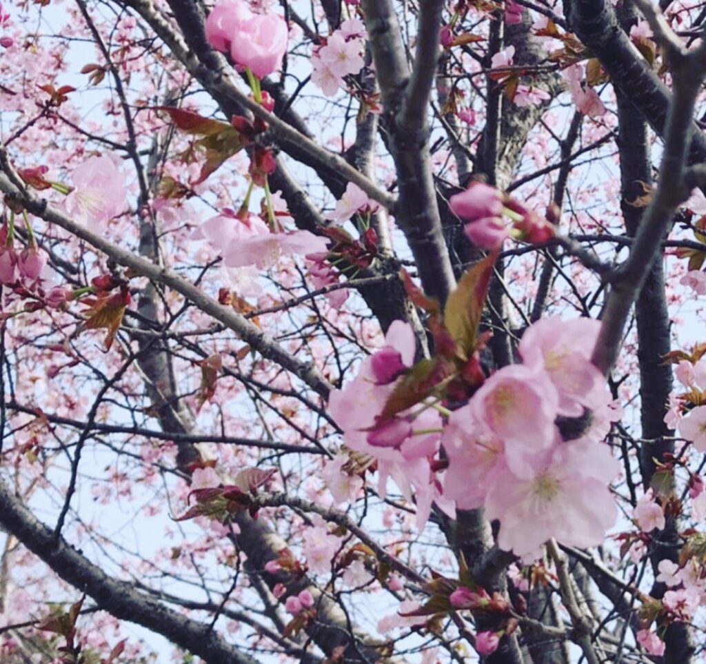 札幌の桜