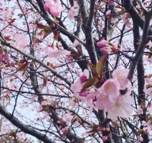 札幌の桜