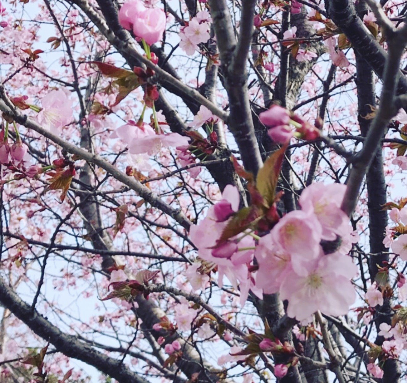札幌の桜